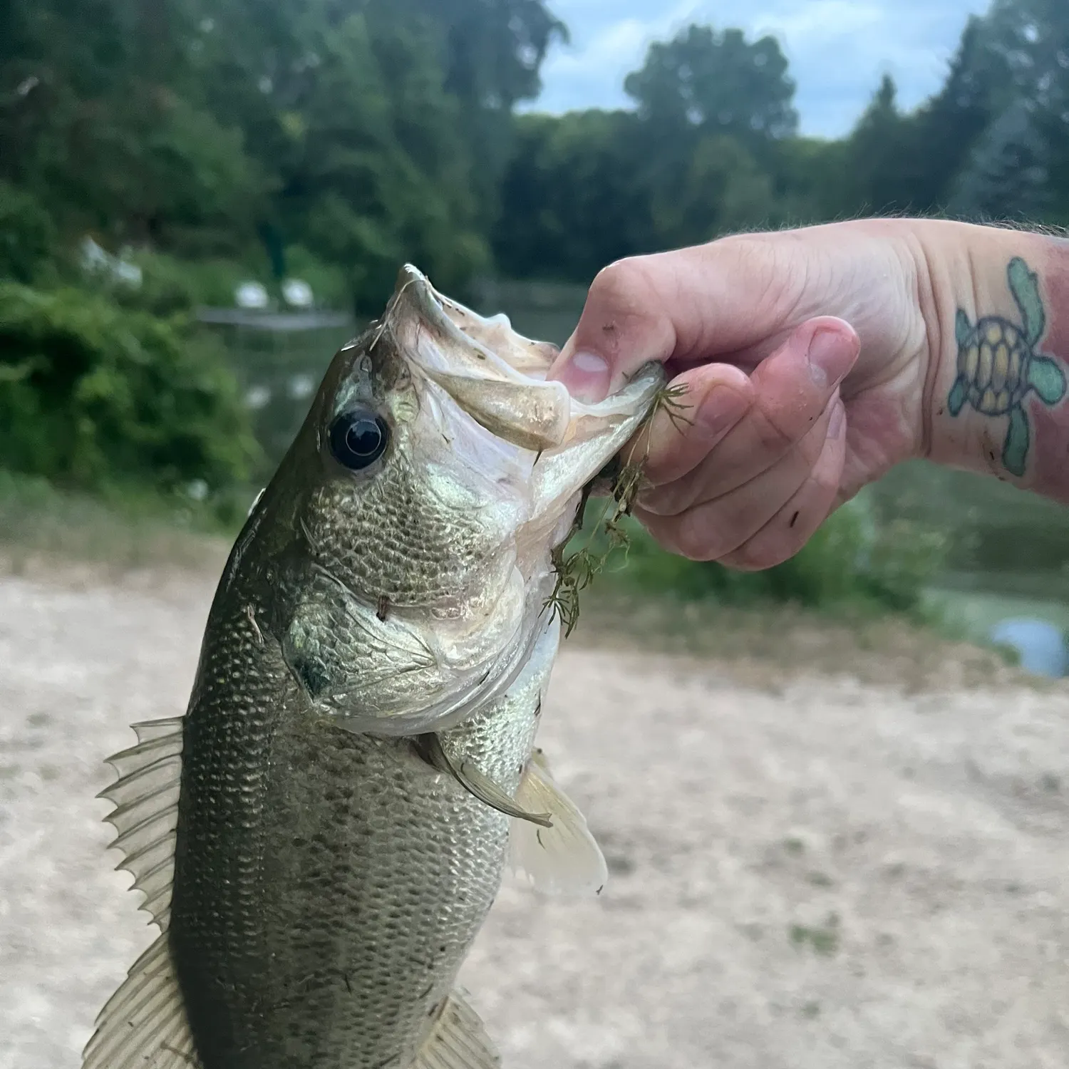 Largemouth bass caught on Fishbrain