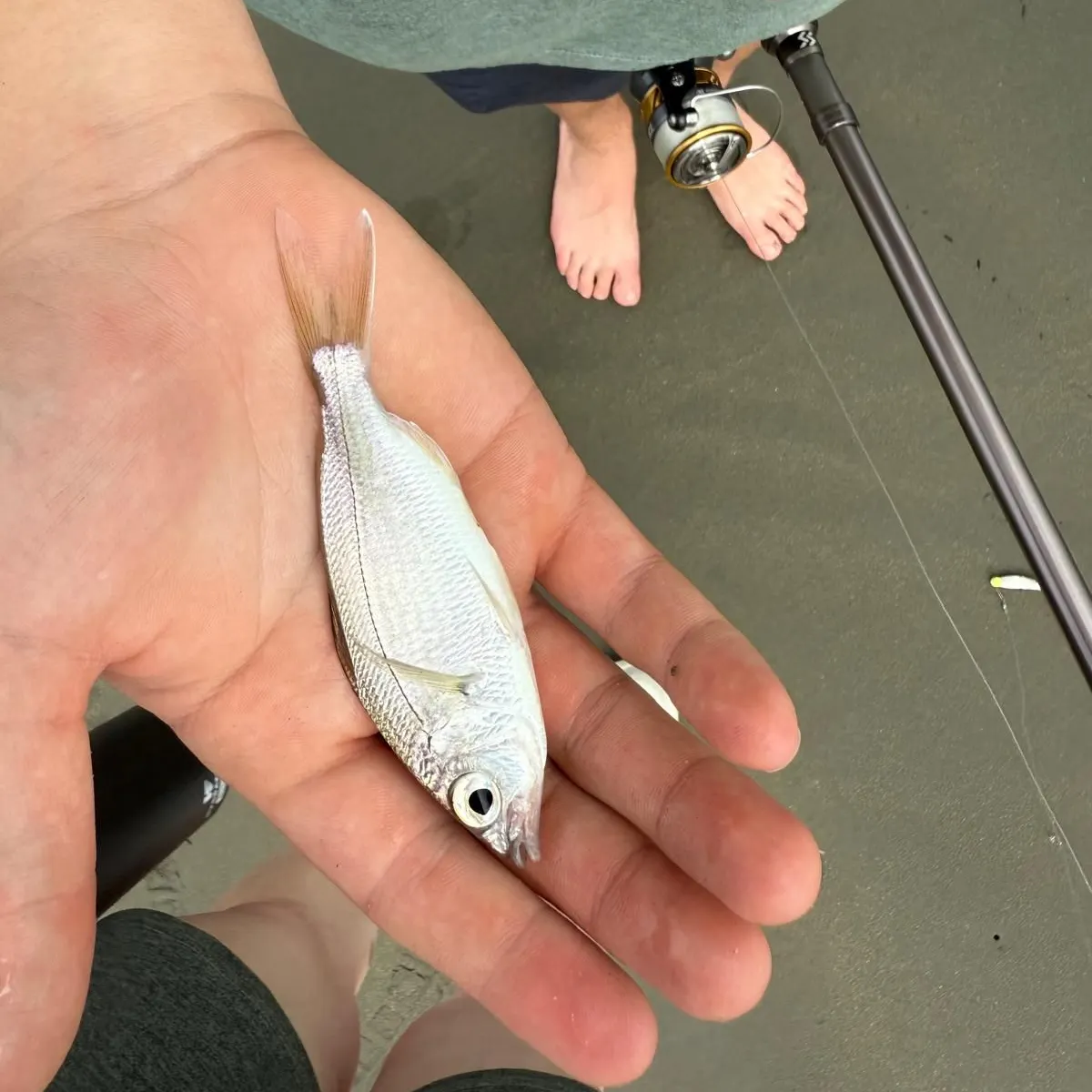 The most recent Tidewater mojarra catches on Fishbrain