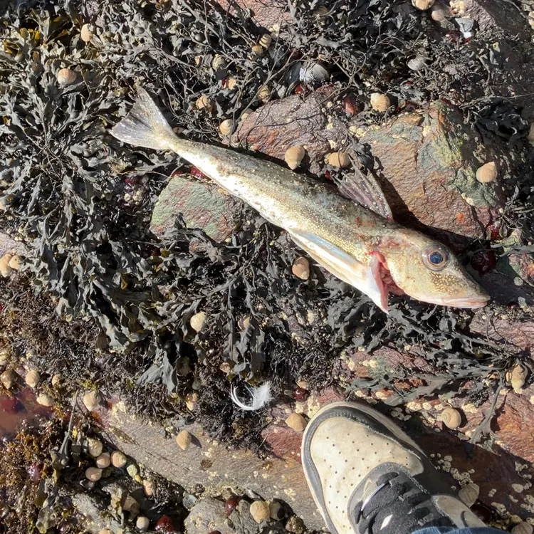 The most recent Grey gurnard catches on Fishbrain