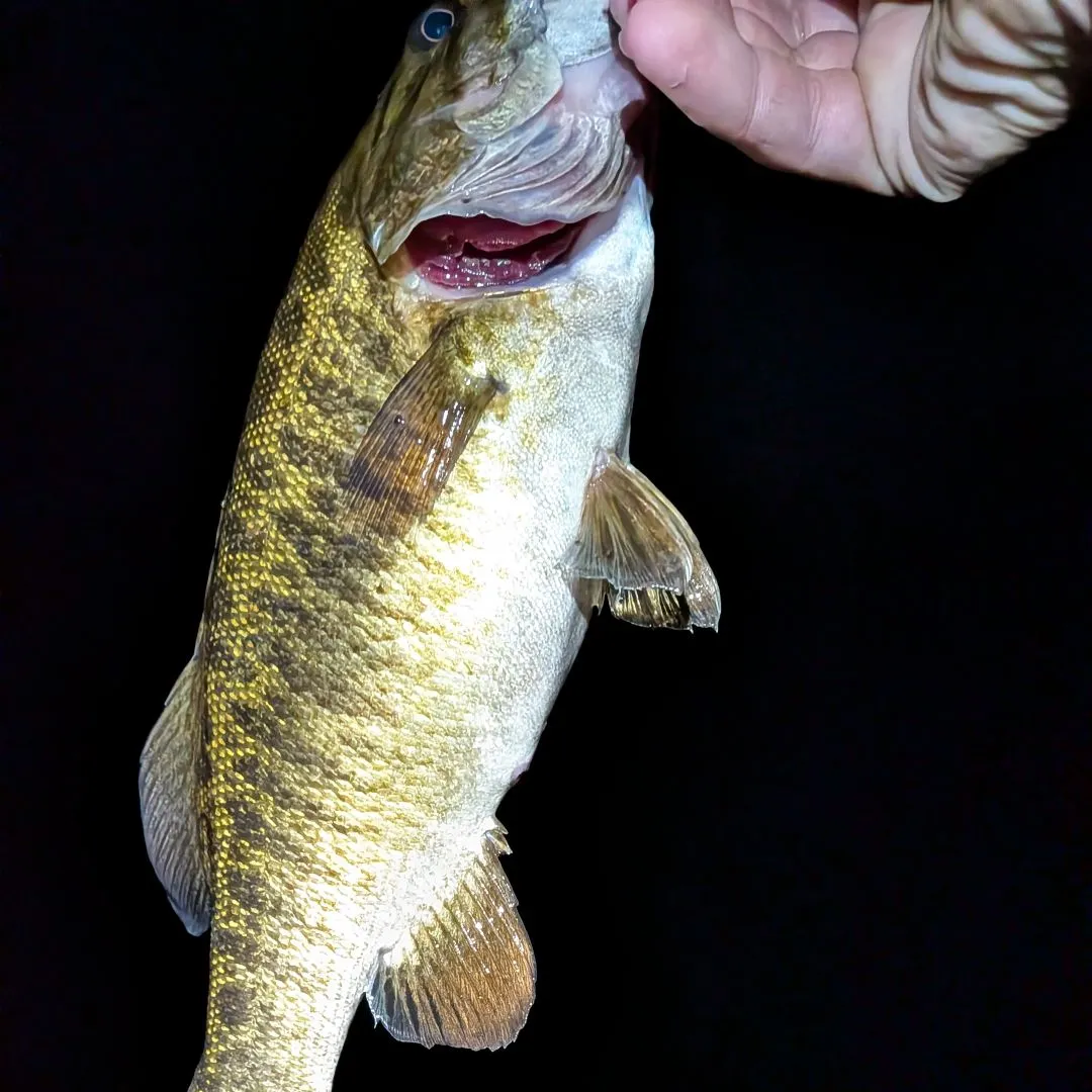 Smallmouth bass caught on Fishbrain