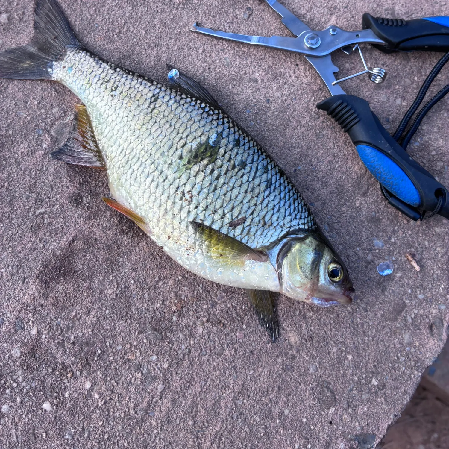 The most recent Golden shiner catches on Fishbrain