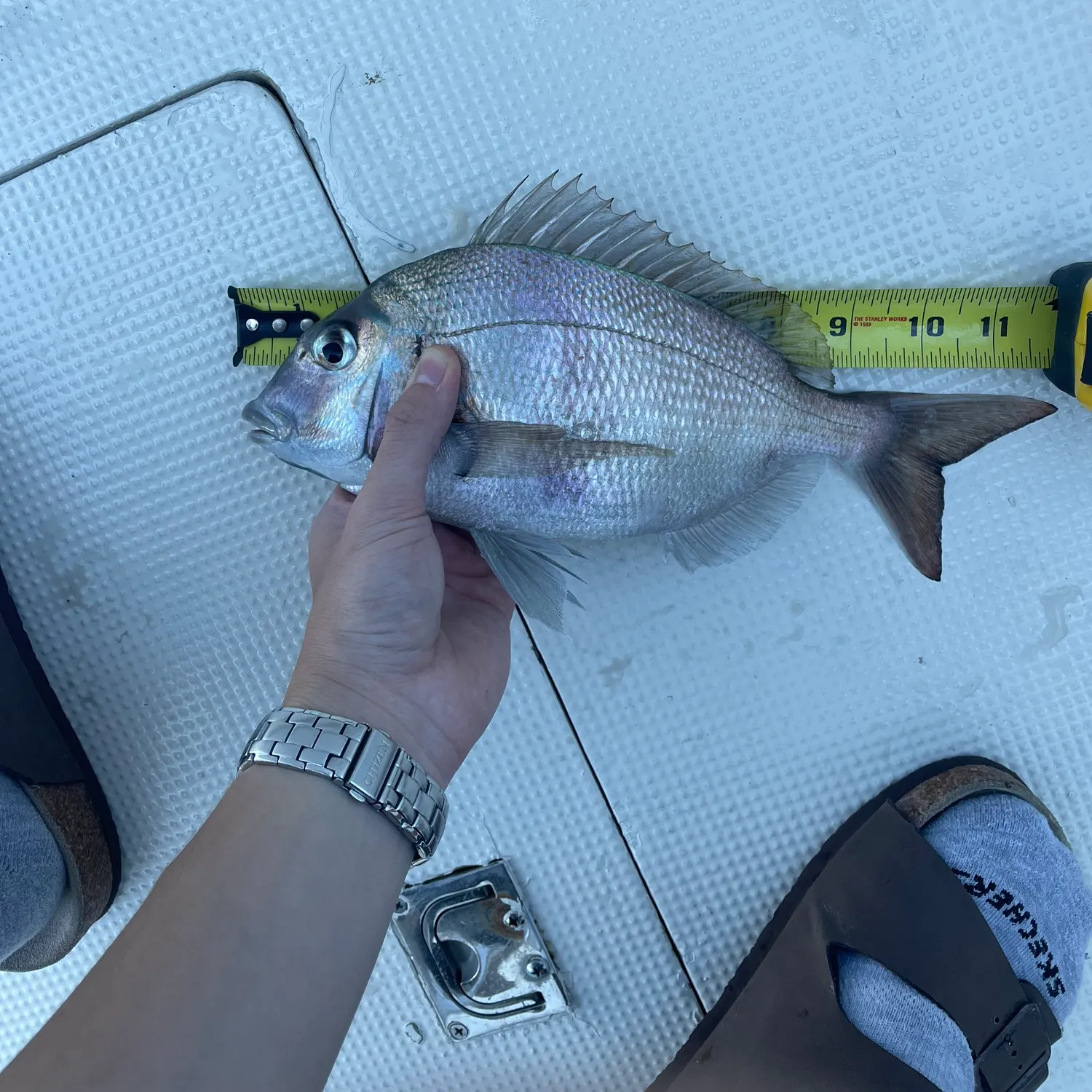recently logged catches
