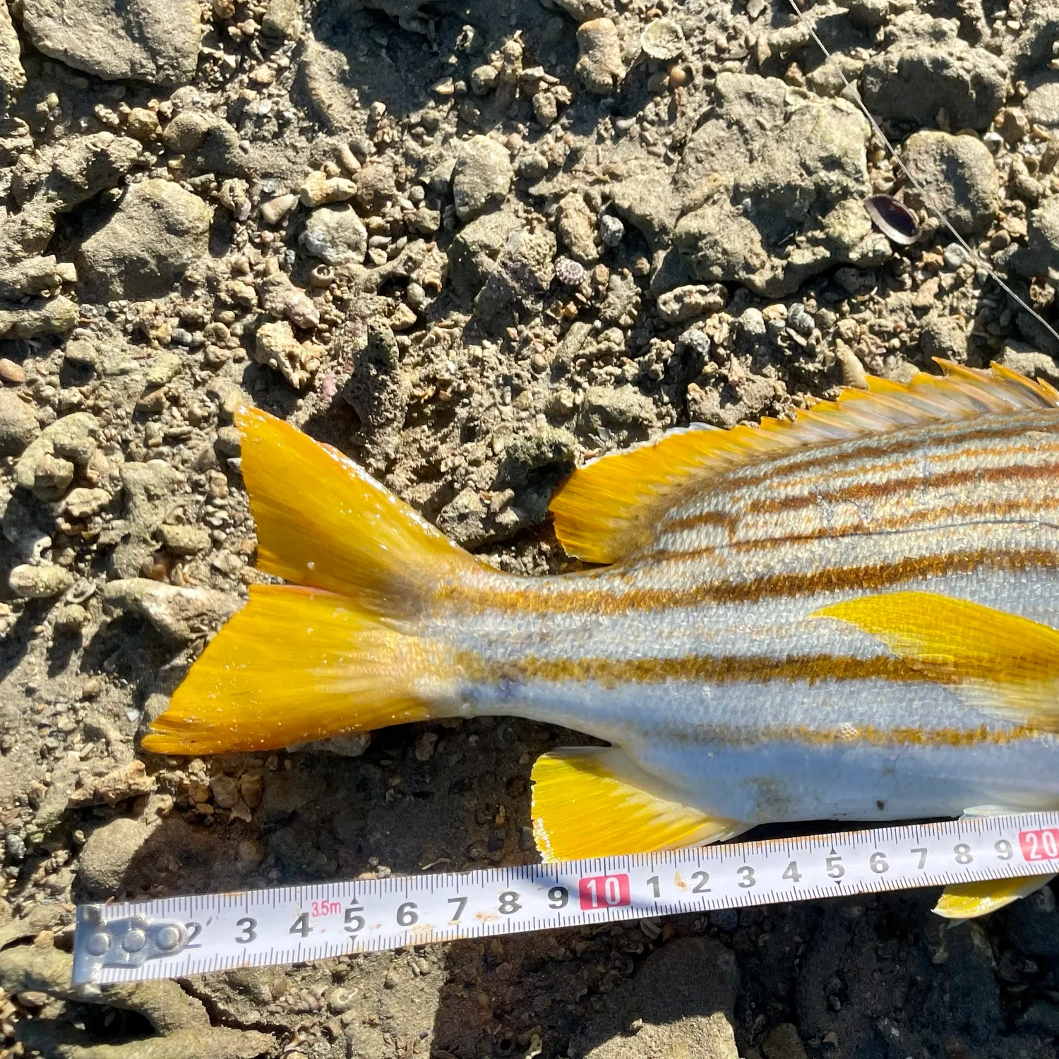 The most recent Spanish flag snapper catches on Fishbrain