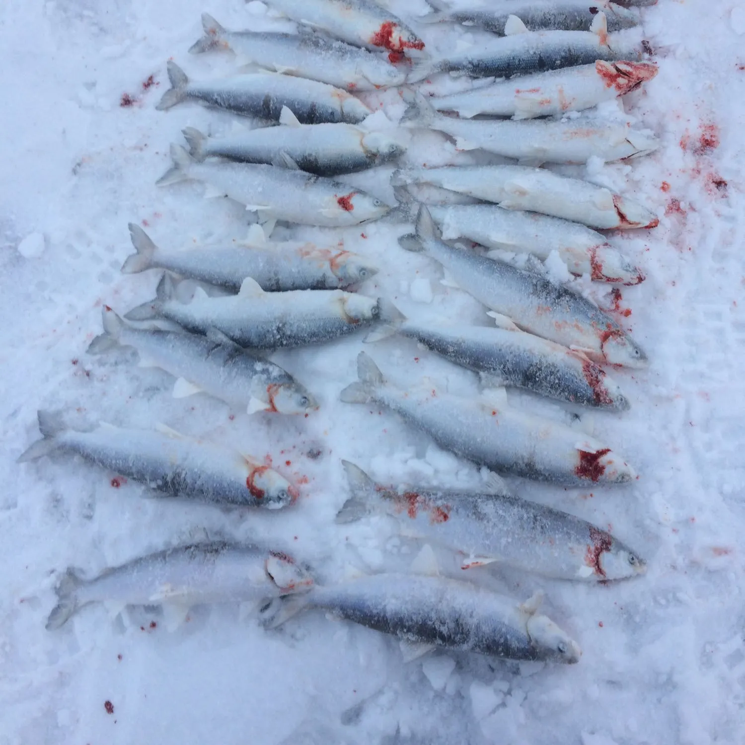 recently logged catches