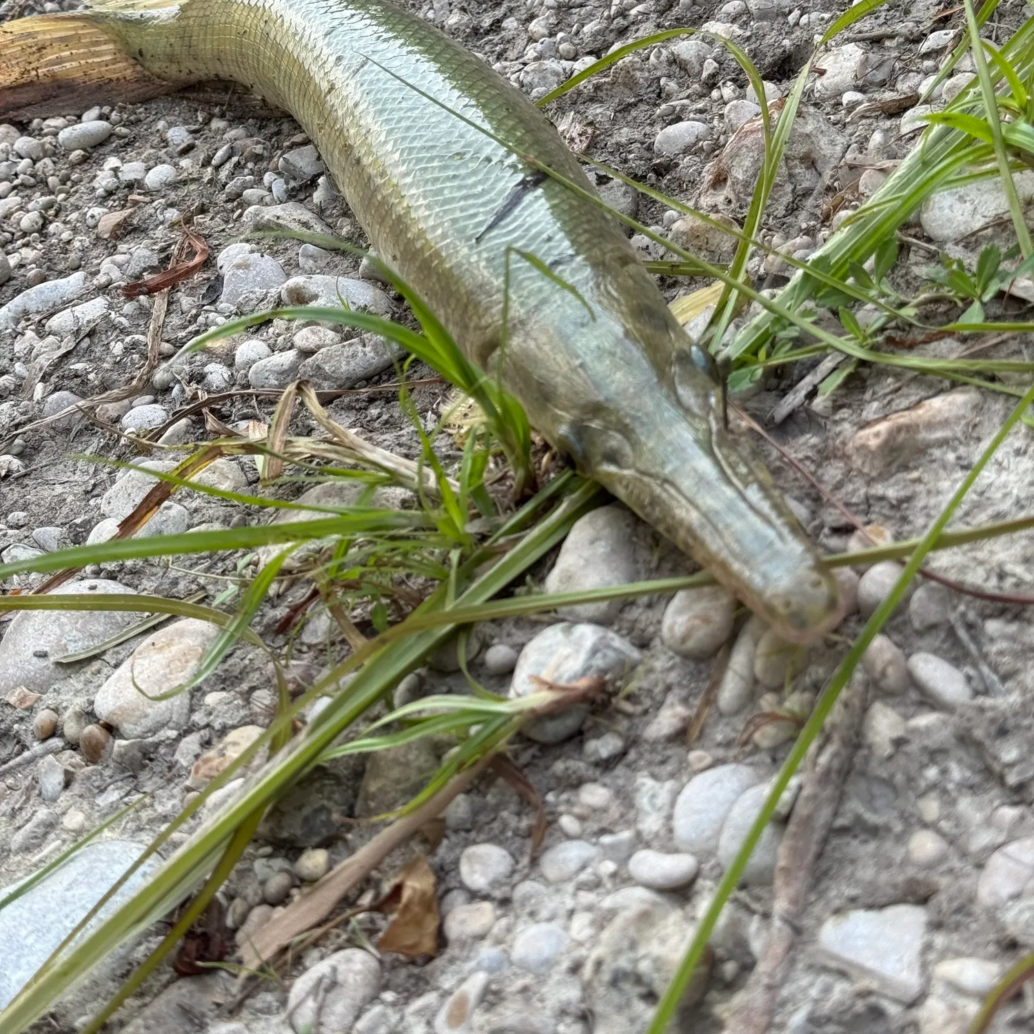 Shortnose gar caught on Fishbrain