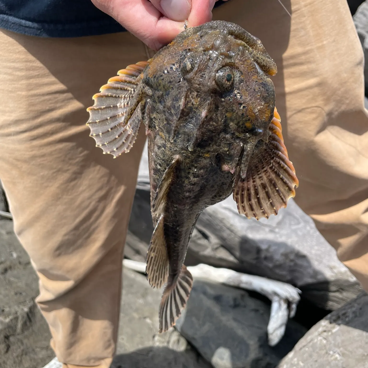 The most recent Buffalo sculpin catches on Fishbrain