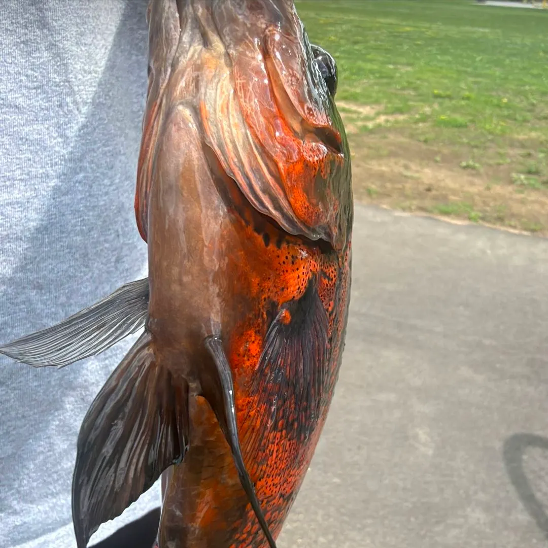 The most recent Oscar catches on Fishbrain