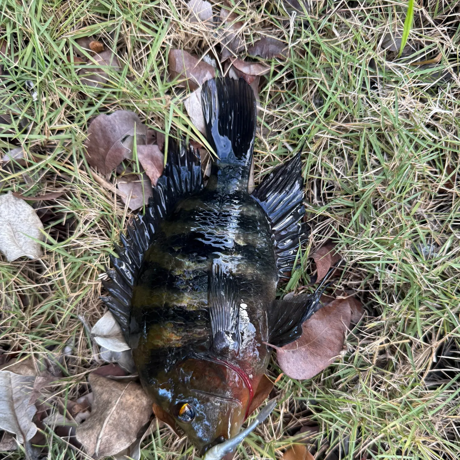 The most recent Zebra tilapia catches on Fishbrain