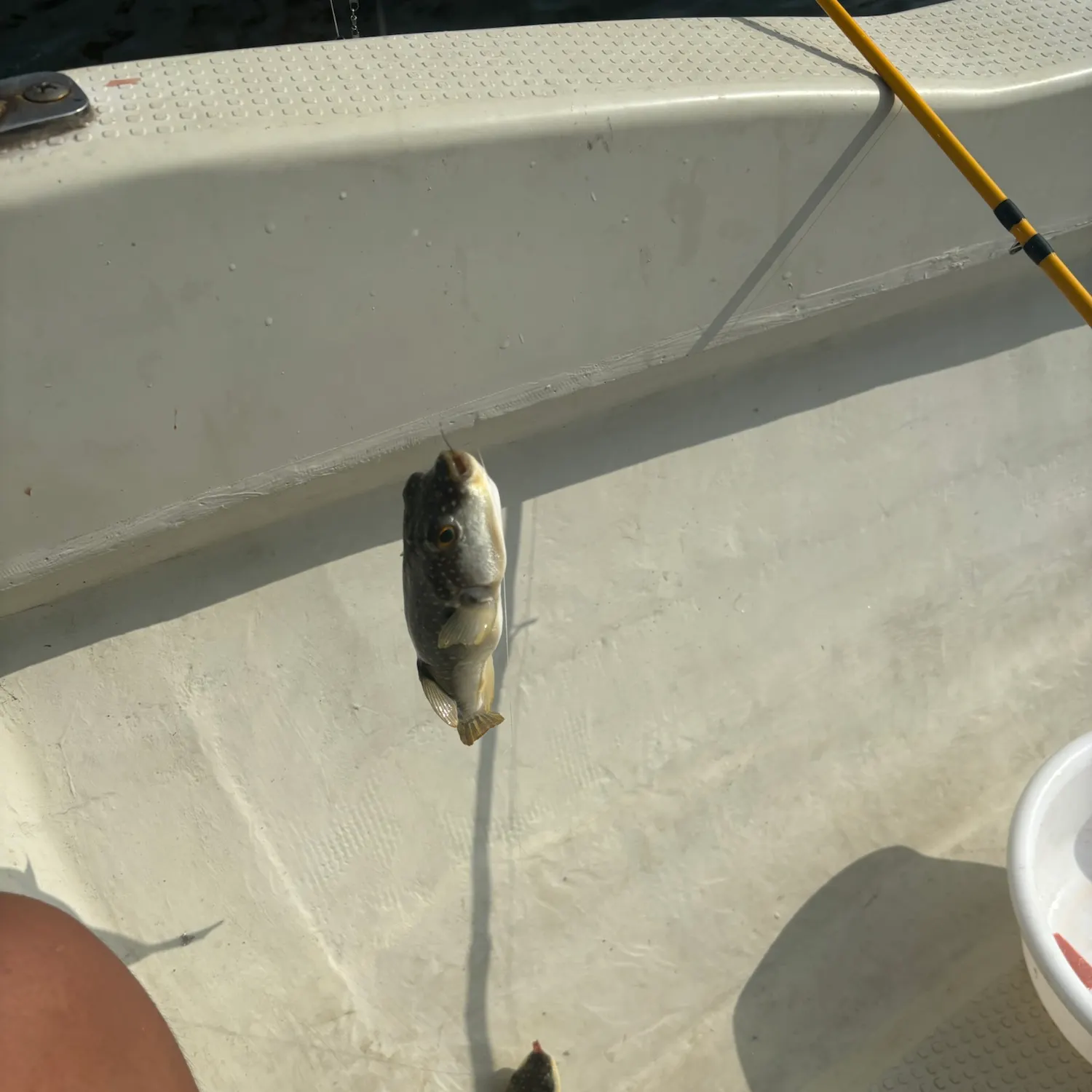 The most recent Japanese pufferfish catches on Fishbrain