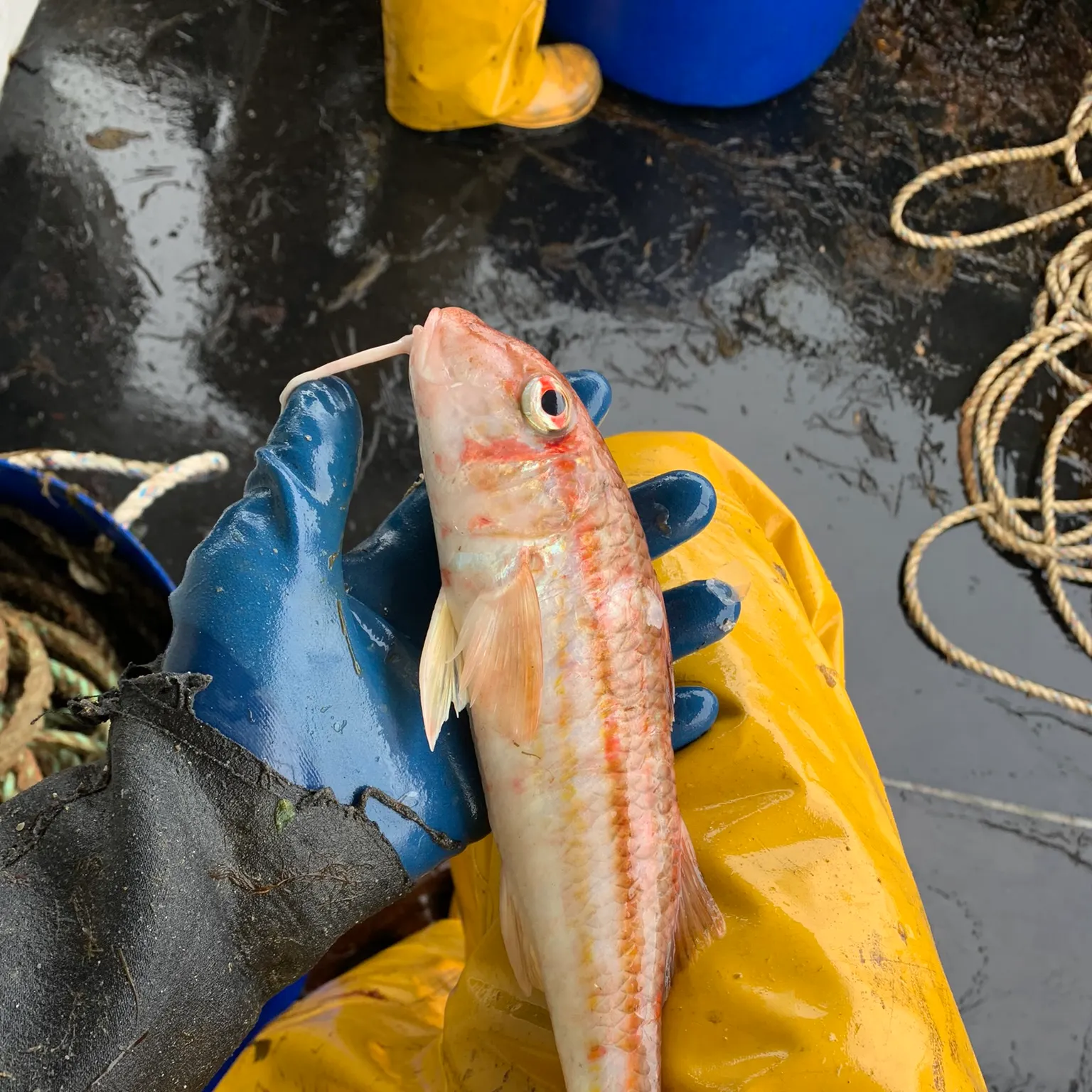 The most recent Striped red mullet catches on Fishbrain