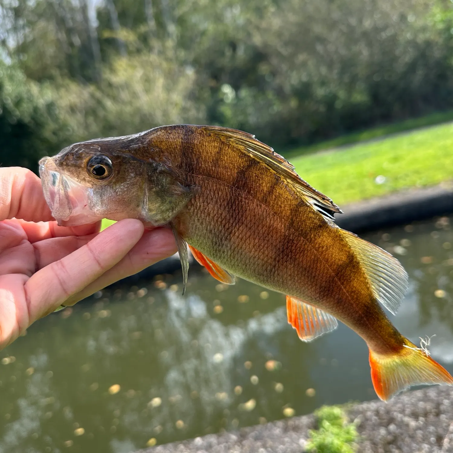 European perch caught on Fishbrain