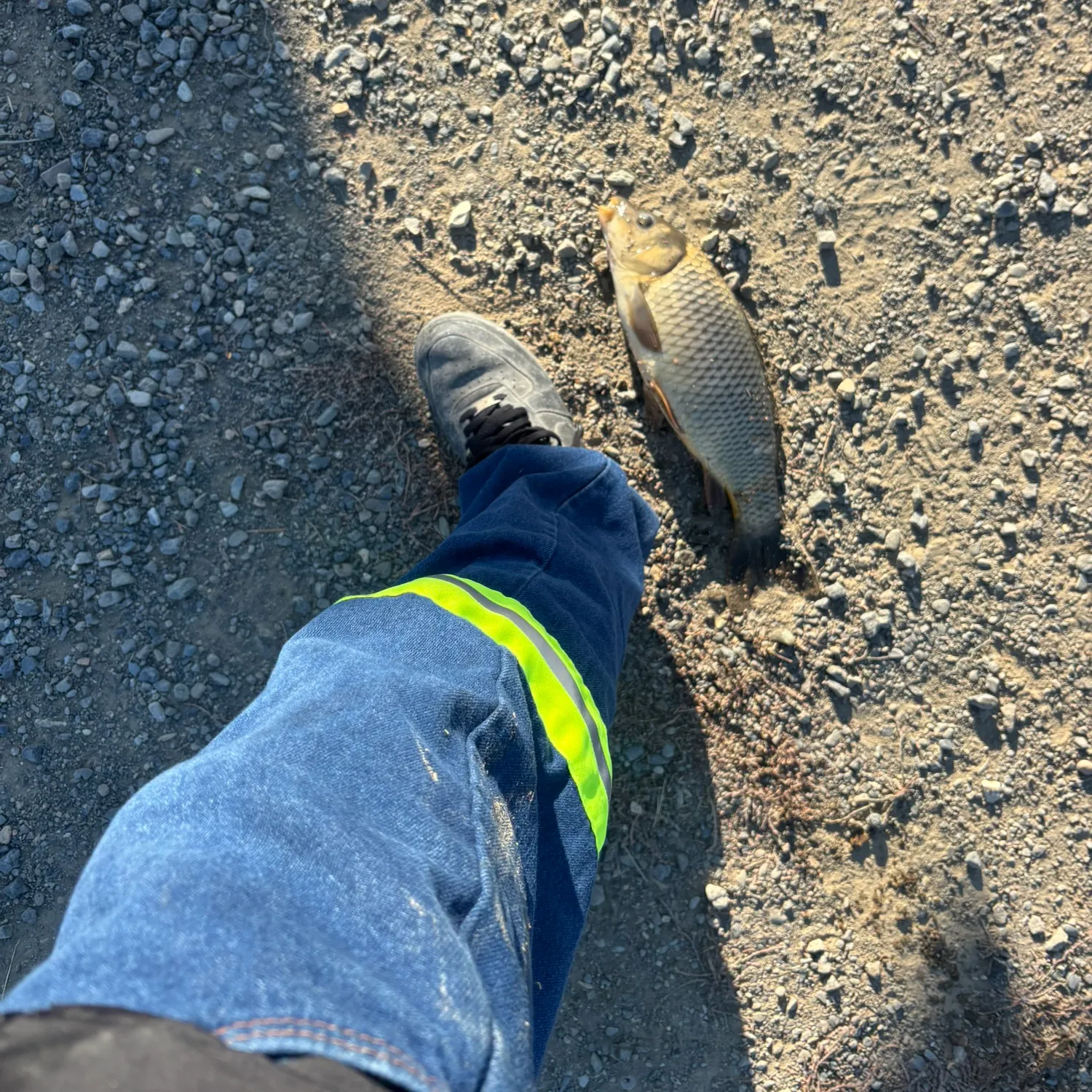 Common carp caught on Fishbrain