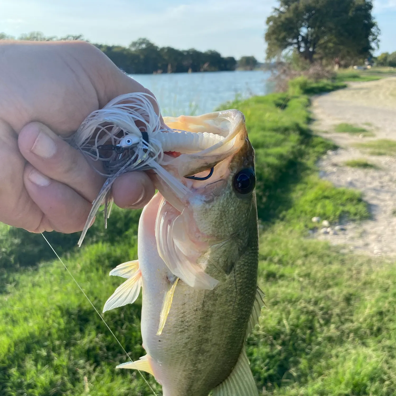 Largemouth bass caught on Fishbrain