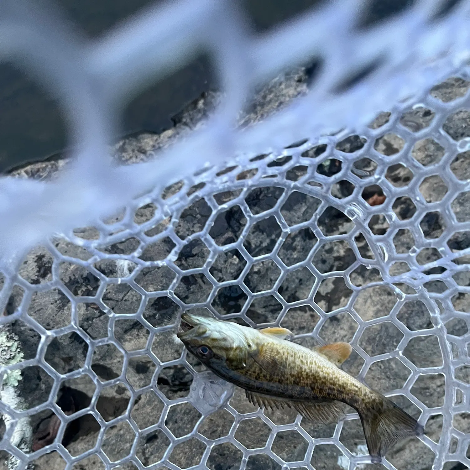 Fish caught on Fishbrain