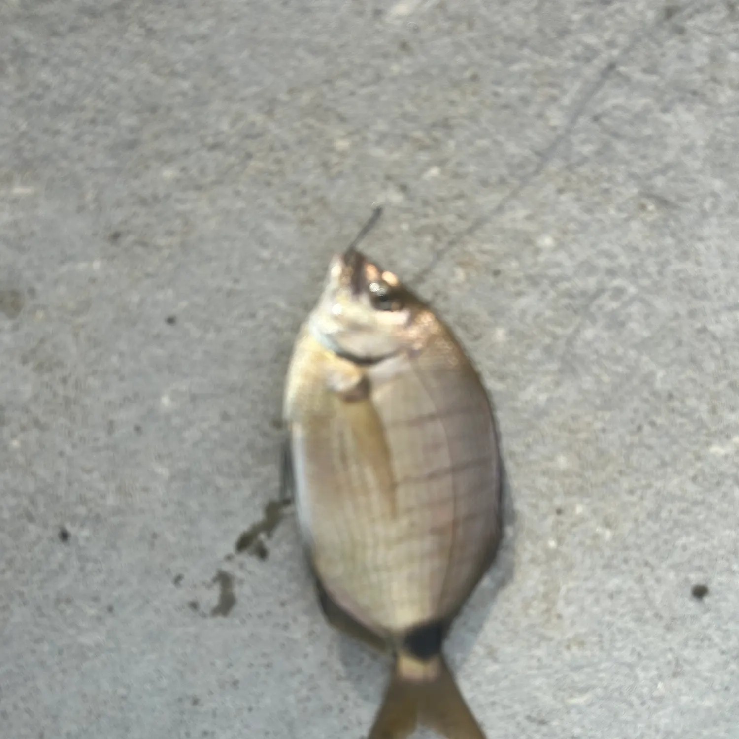 The most recent Spottail seabream catches on Fishbrain