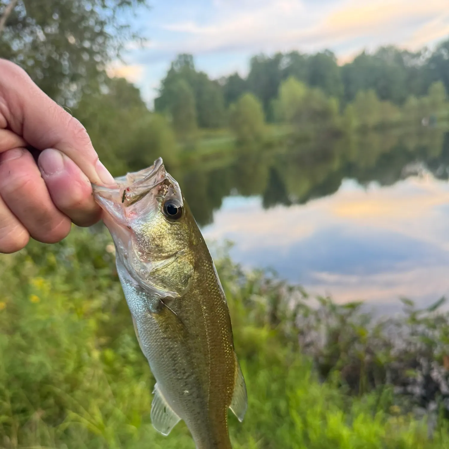 Largemouth bass caught on Fishbrain