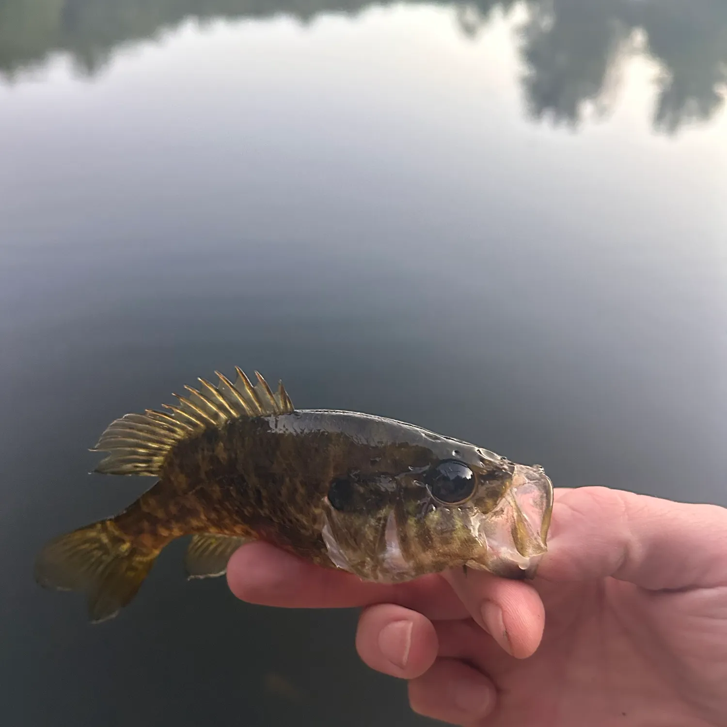 Warmouth caught on Fishbrain