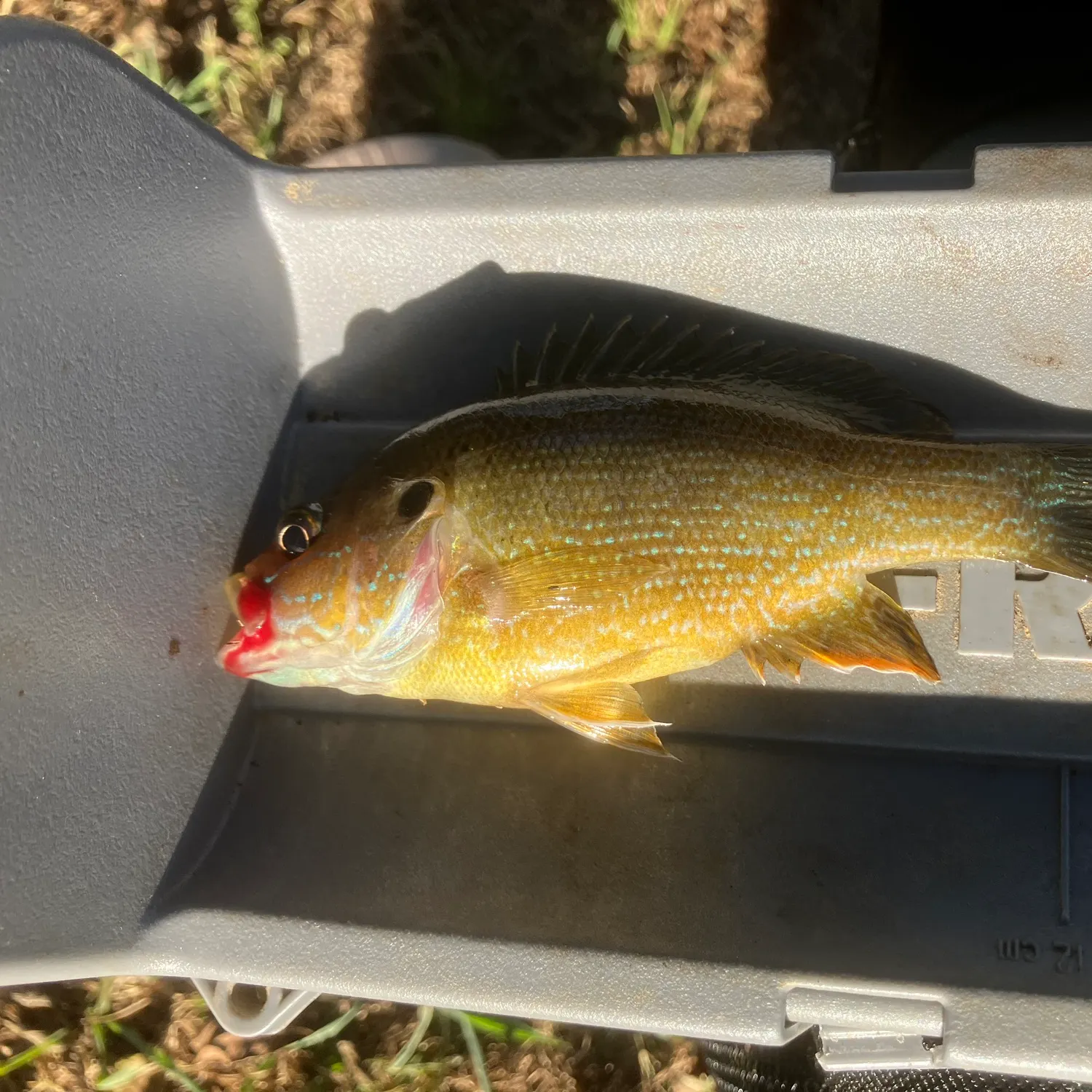 Green sunfish caught on Fishbrain
