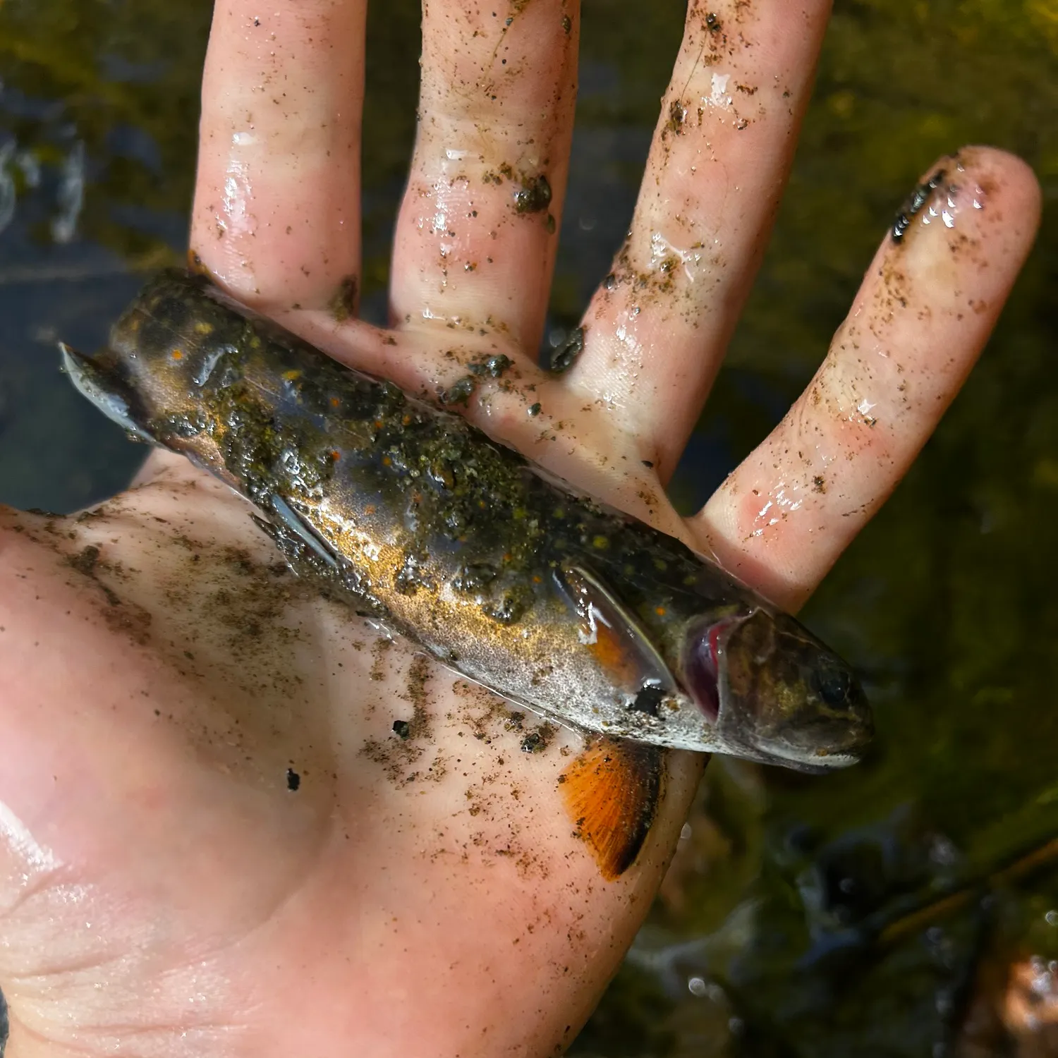 Brook trout caught on Fishbrain