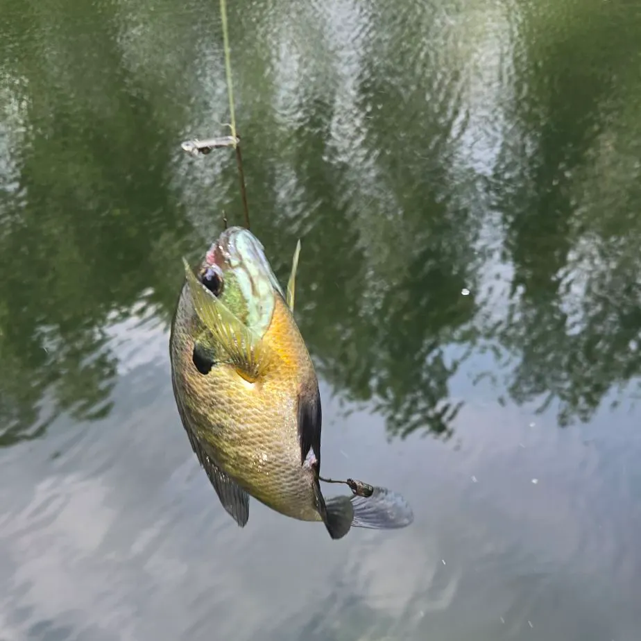 Bluegill caught on Fishbrain