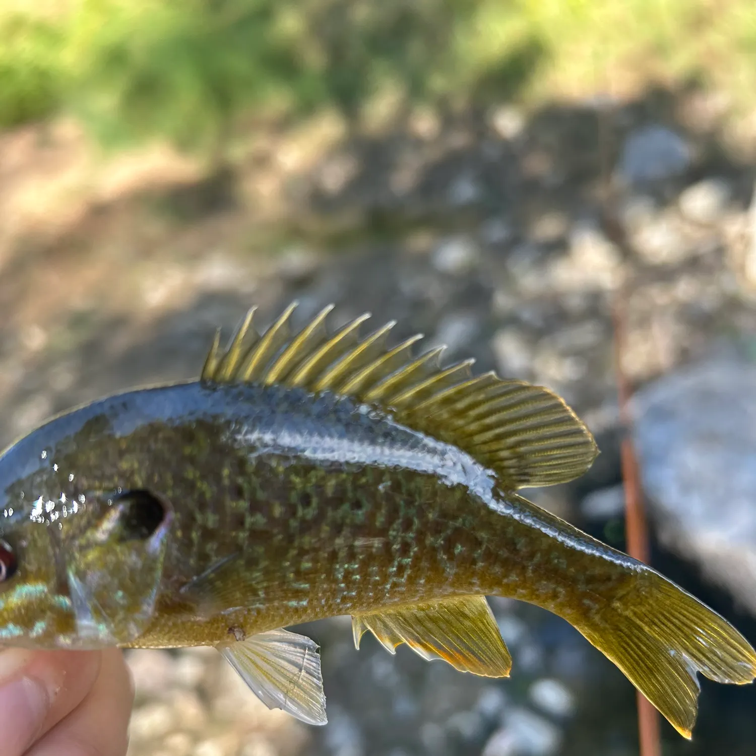Green sunfish caught on Fishbrain