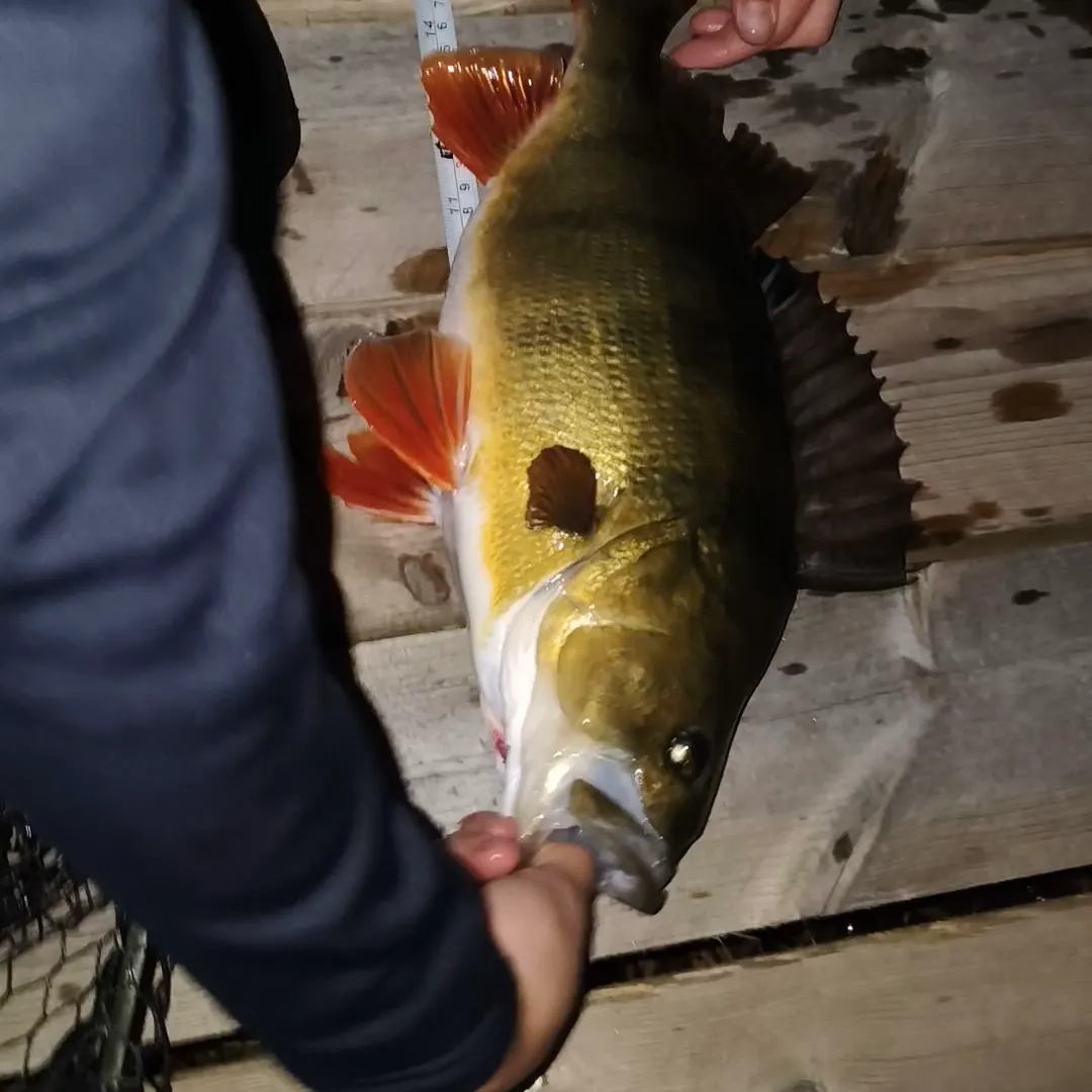European perch caught on Fishbrain
