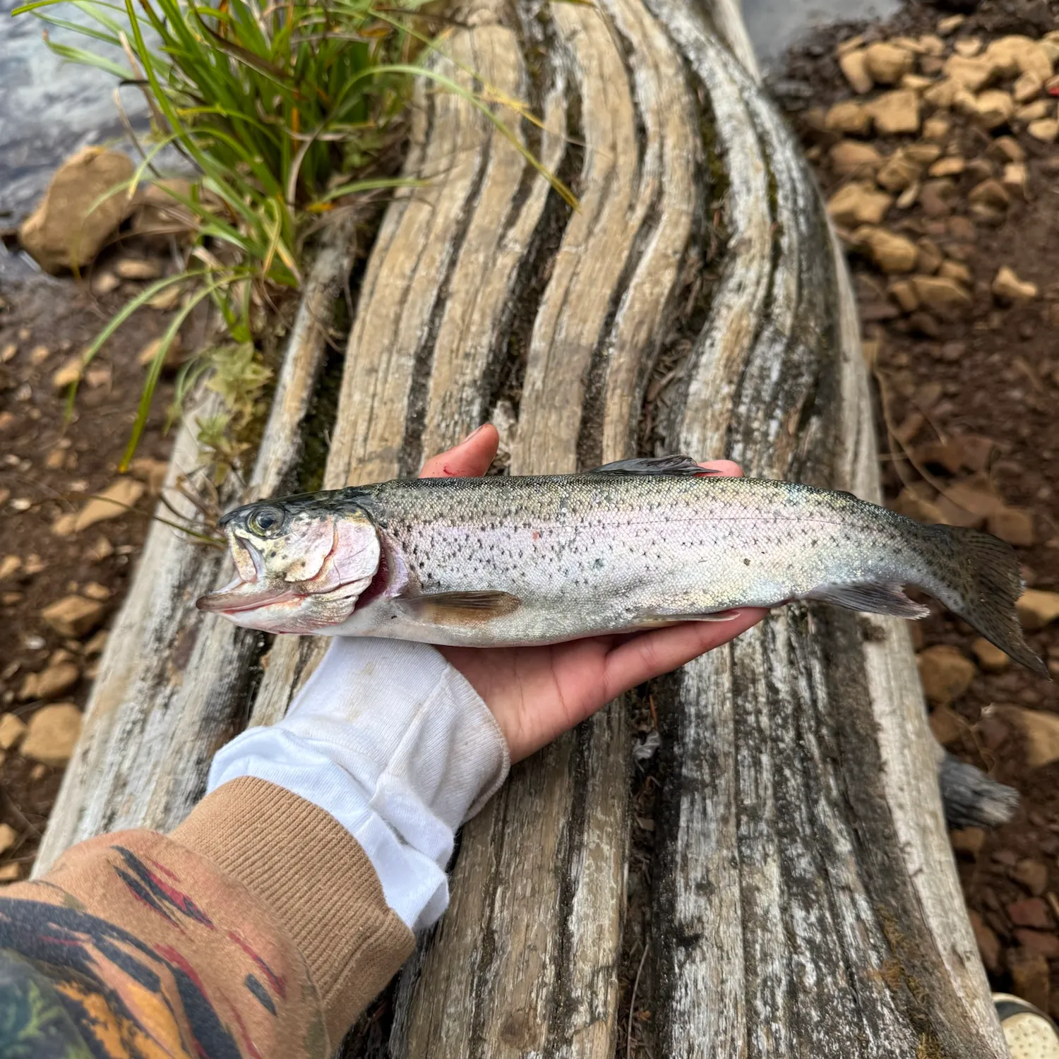 Rainbow trout caught on Fishbrain
