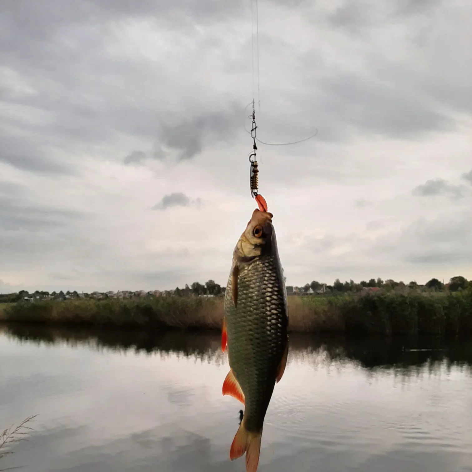 Common rudd caught on Fishbrain