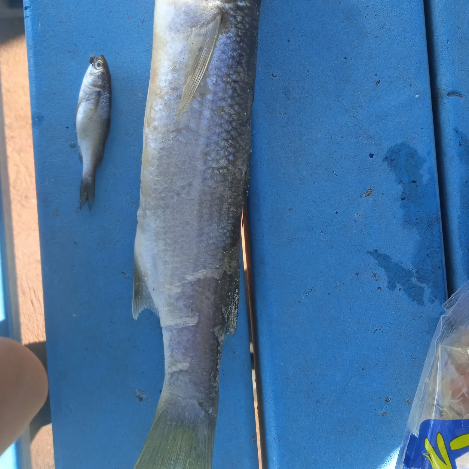 Thinlip grey mullet caught on Fishbrain