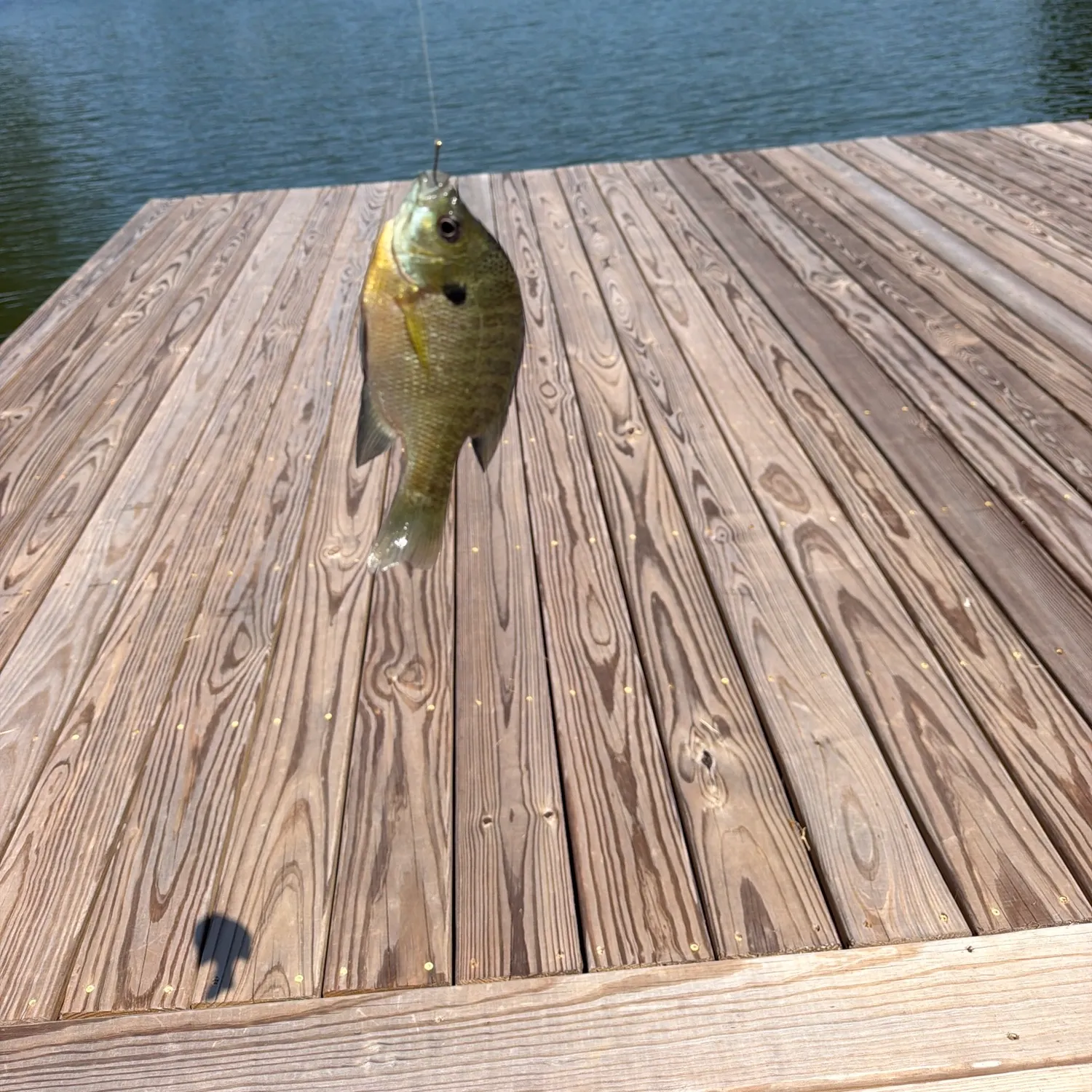 Bluegill caught on Fishbrain