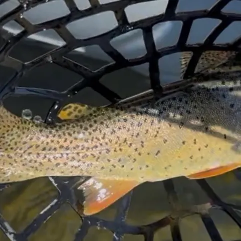 The most recent Yellowstone cutthroat trout catches on Fishbrain