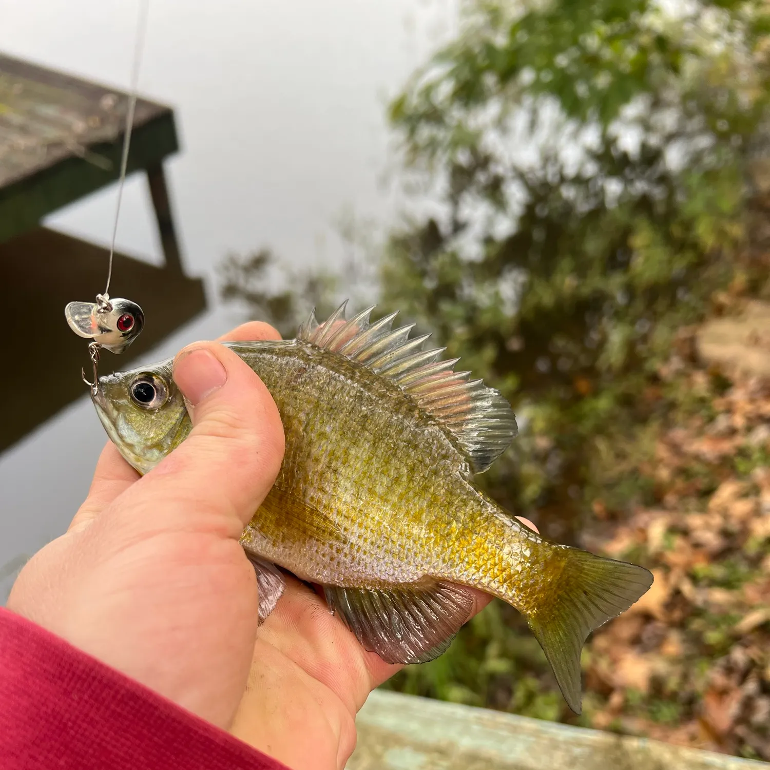 Bluegill caught on Fishbrain