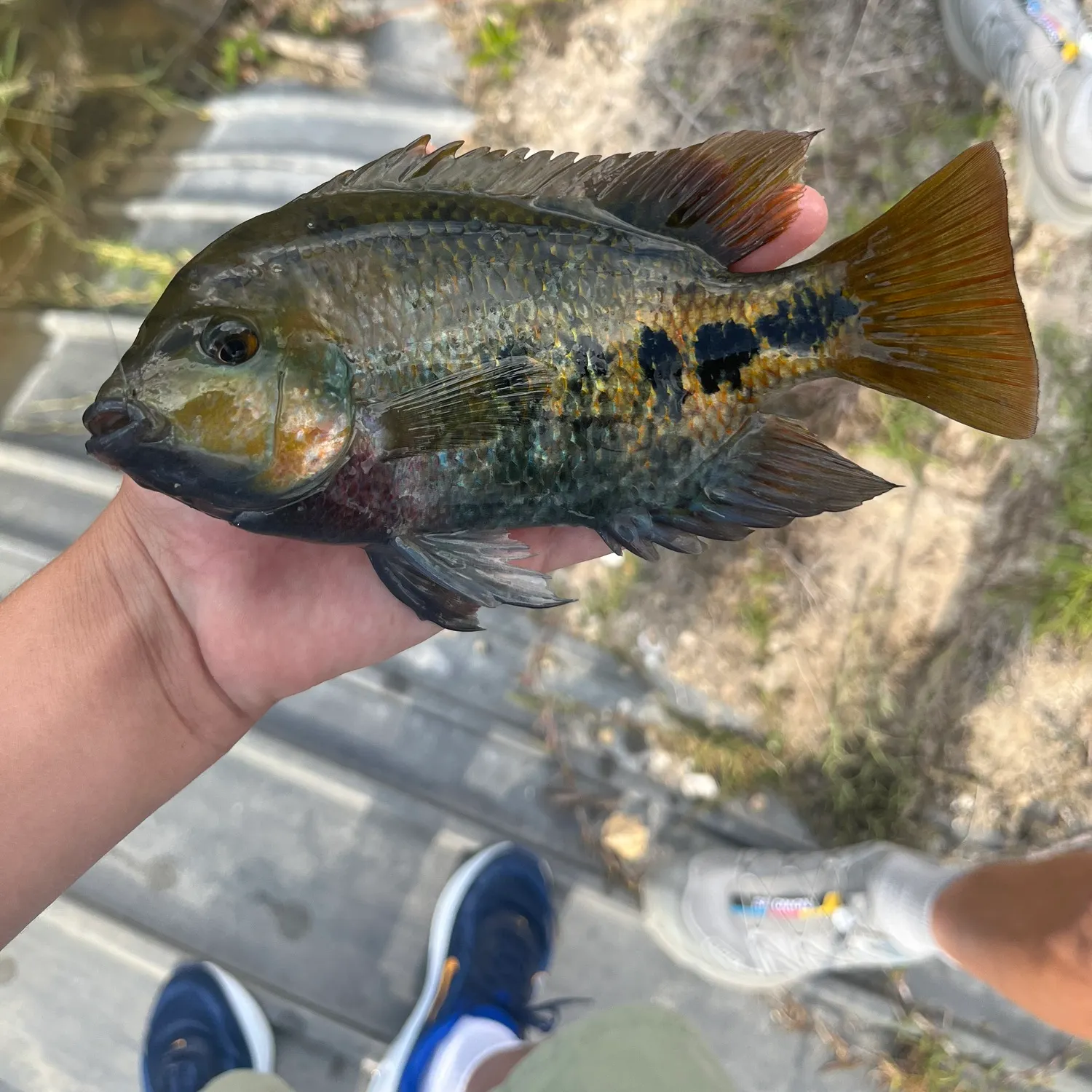 The most recent Redhead cichlid catches on Fishbrain