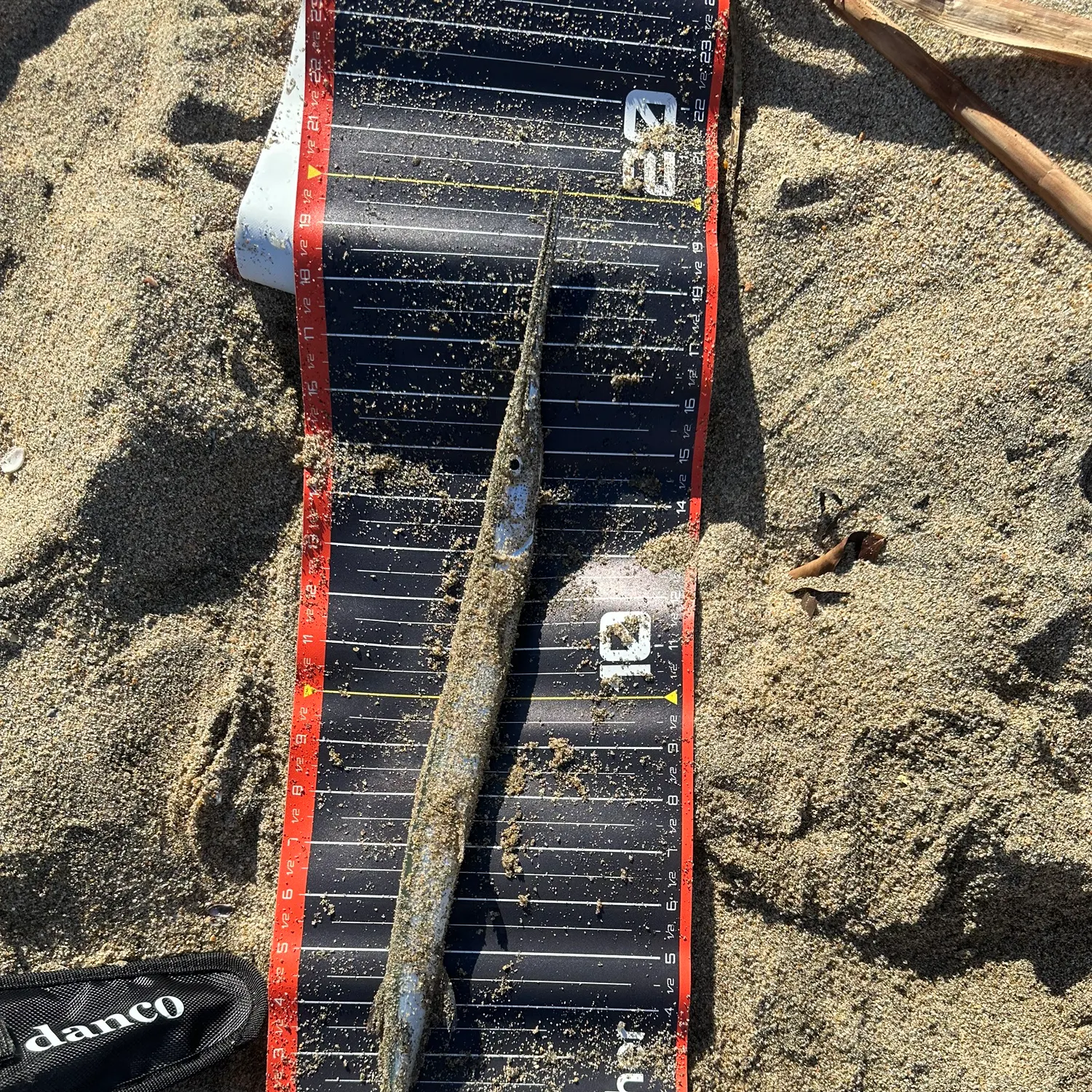 The most recent California needlefish catches on Fishbrain