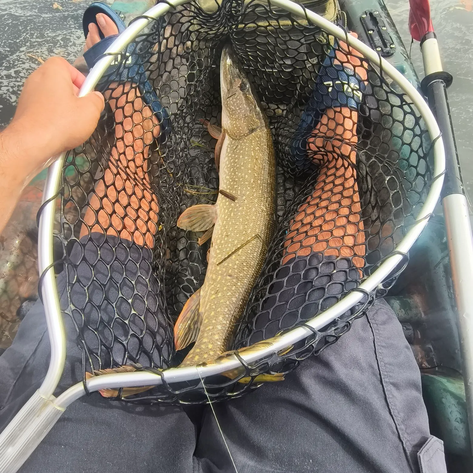 Northern pike caught on Fishbrain