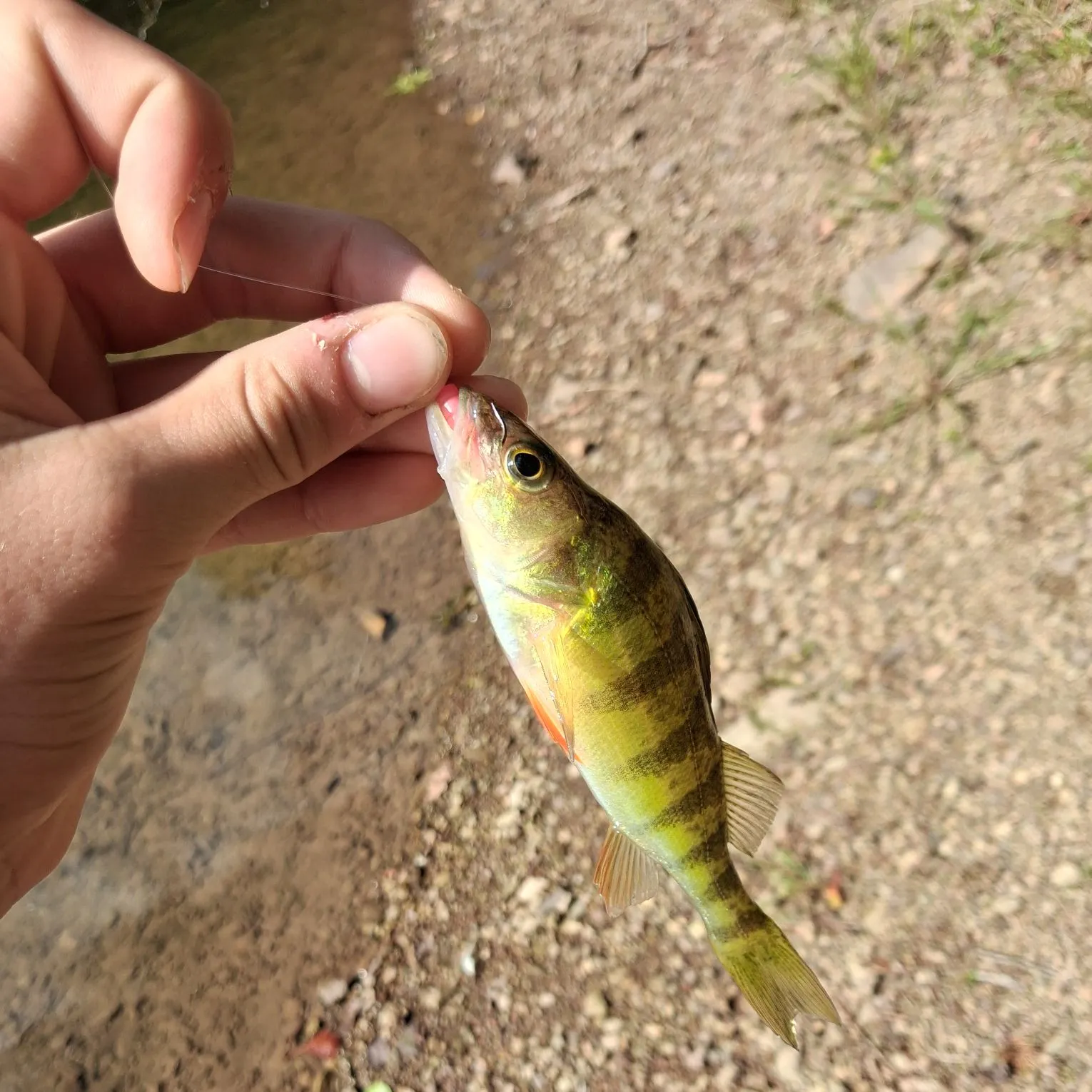 Yellow perch caught on Fishbrain