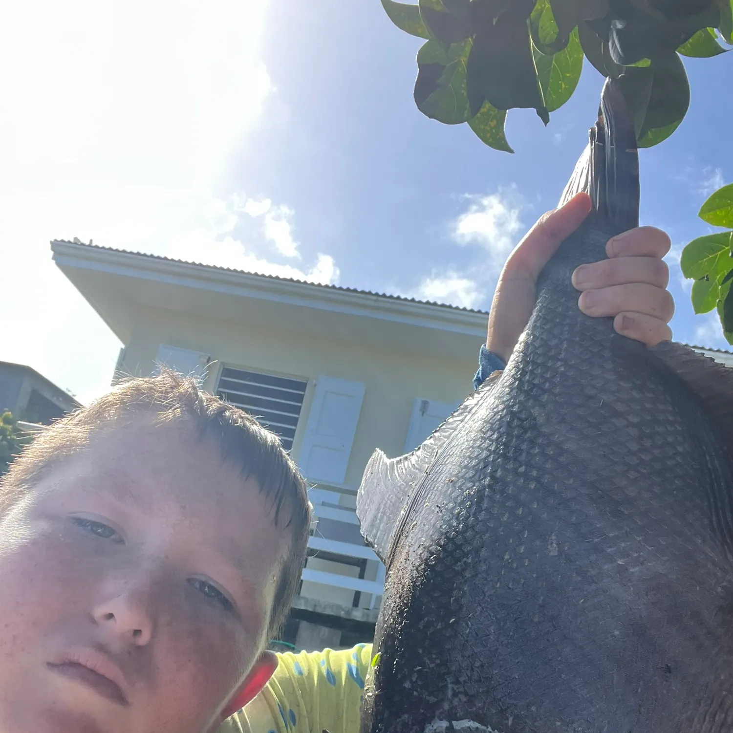 The most recent Ocean triggerfish catches on Fishbrain