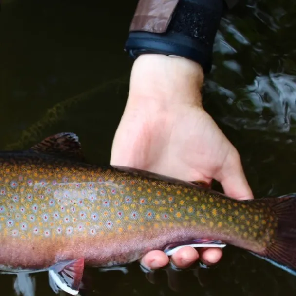Brook trout caught on Fishbrain