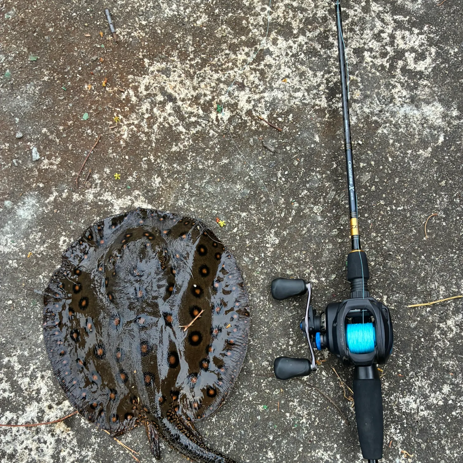 Fish caught on Fishbrain