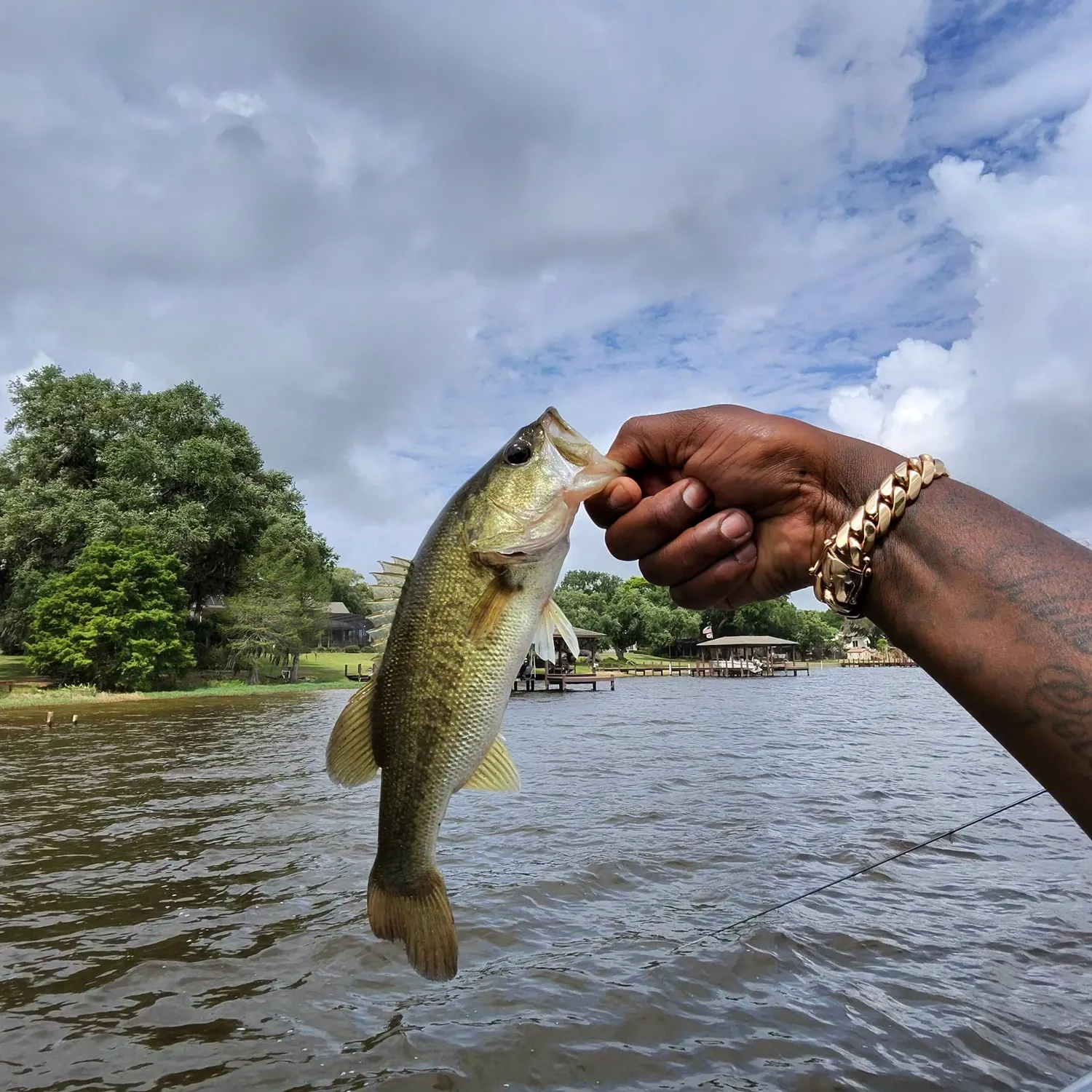 The most recent Largemouth bass catches on Fishbrain