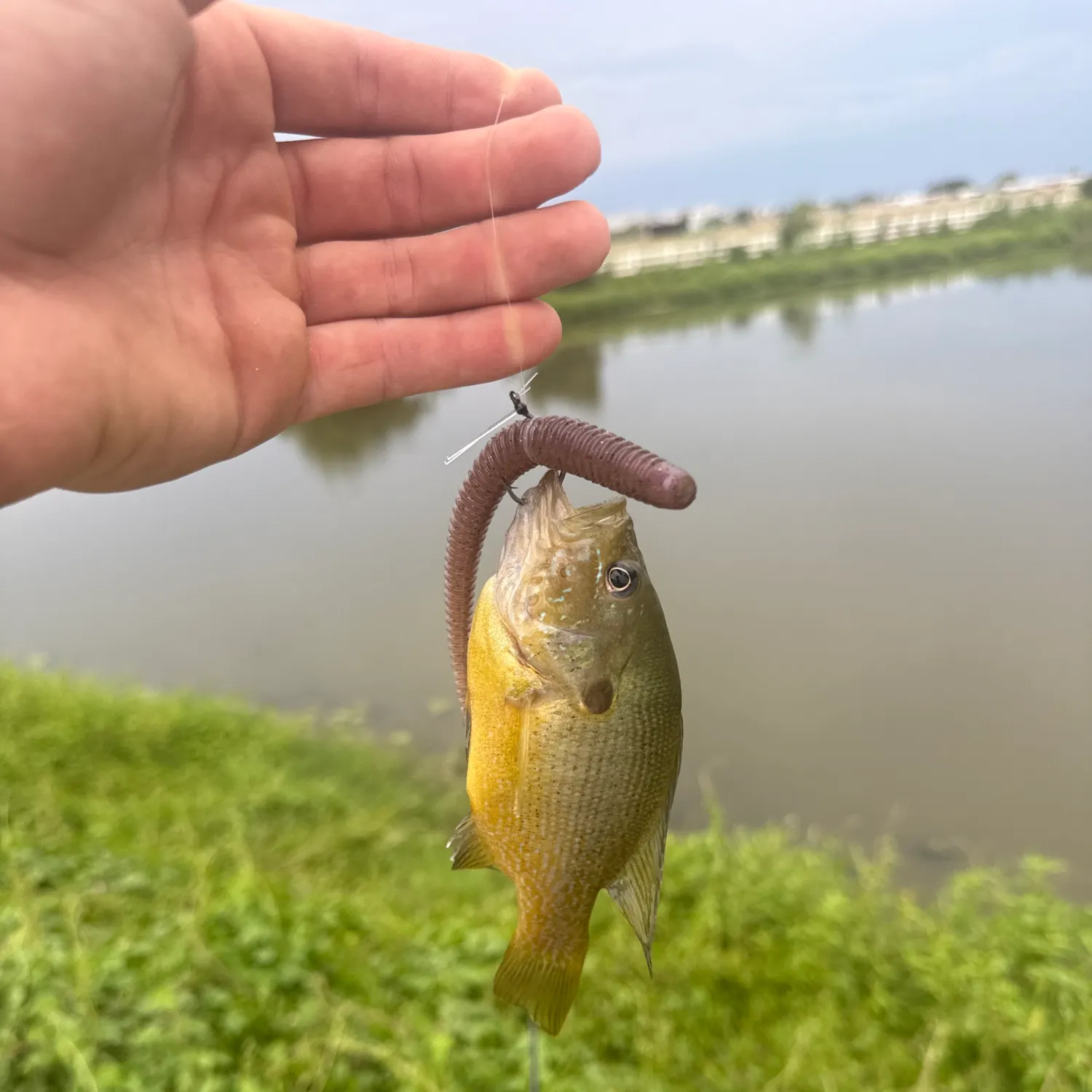 Fish caught on Fishbrain