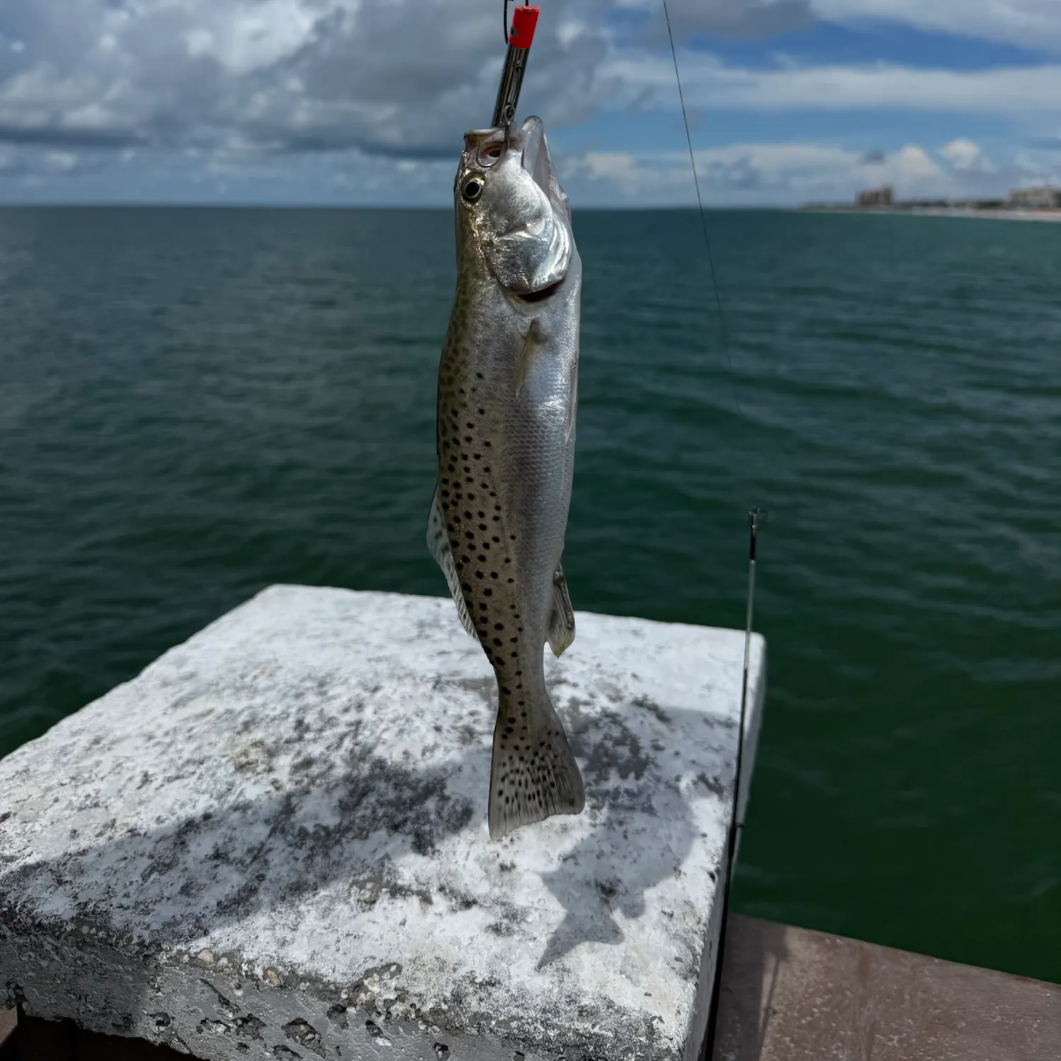 Spotted seatrout caught on Fishbrain