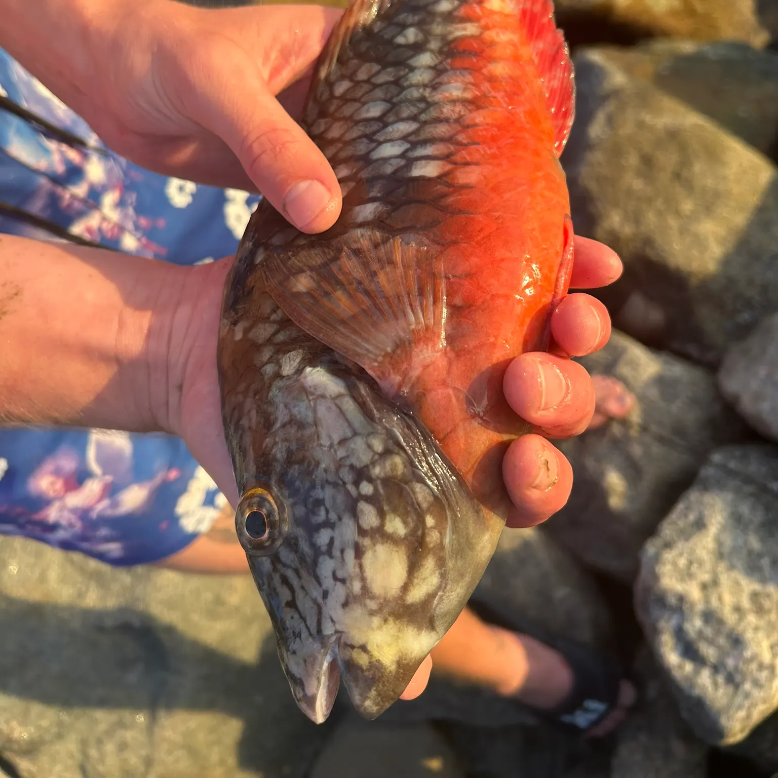 The most recent Stoplight parrotfish catches on Fishbrain