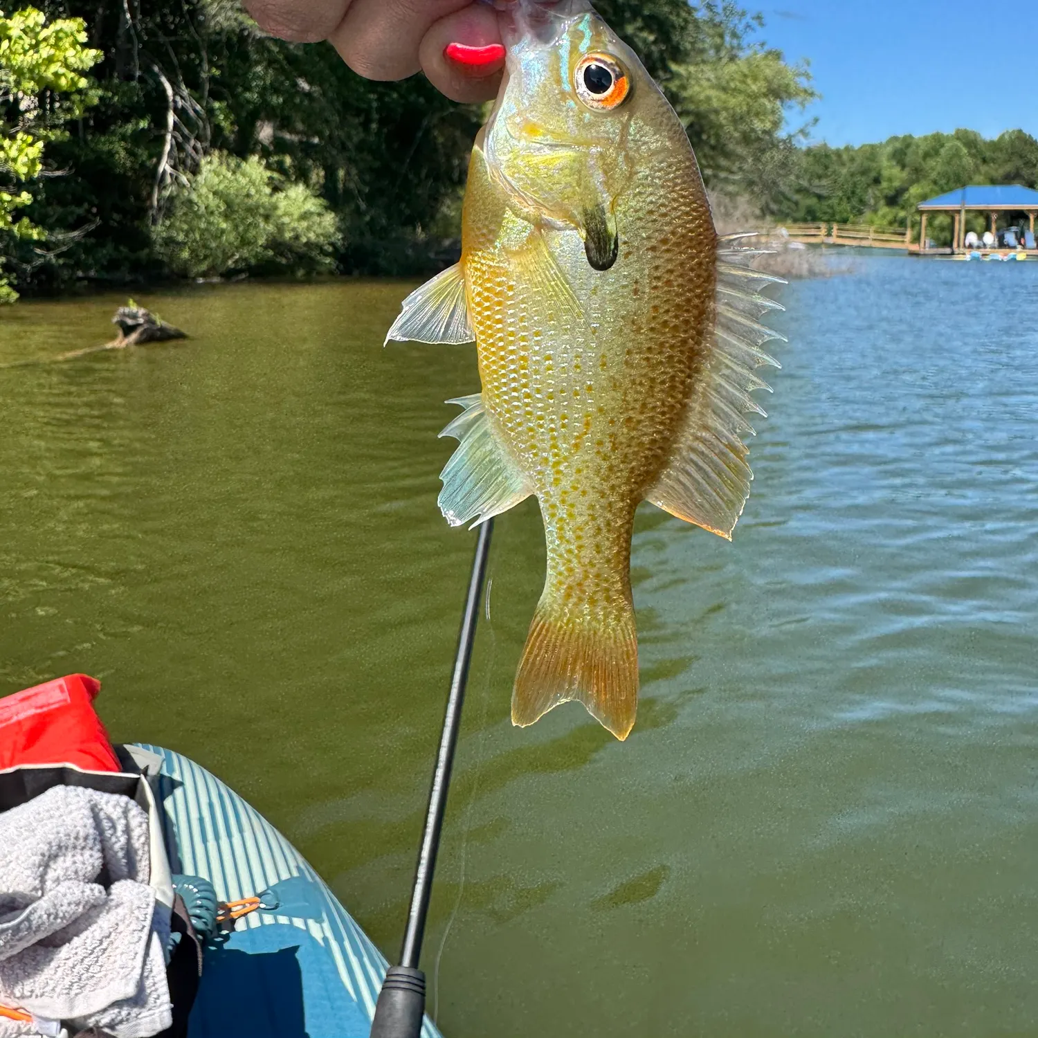 recently logged catches