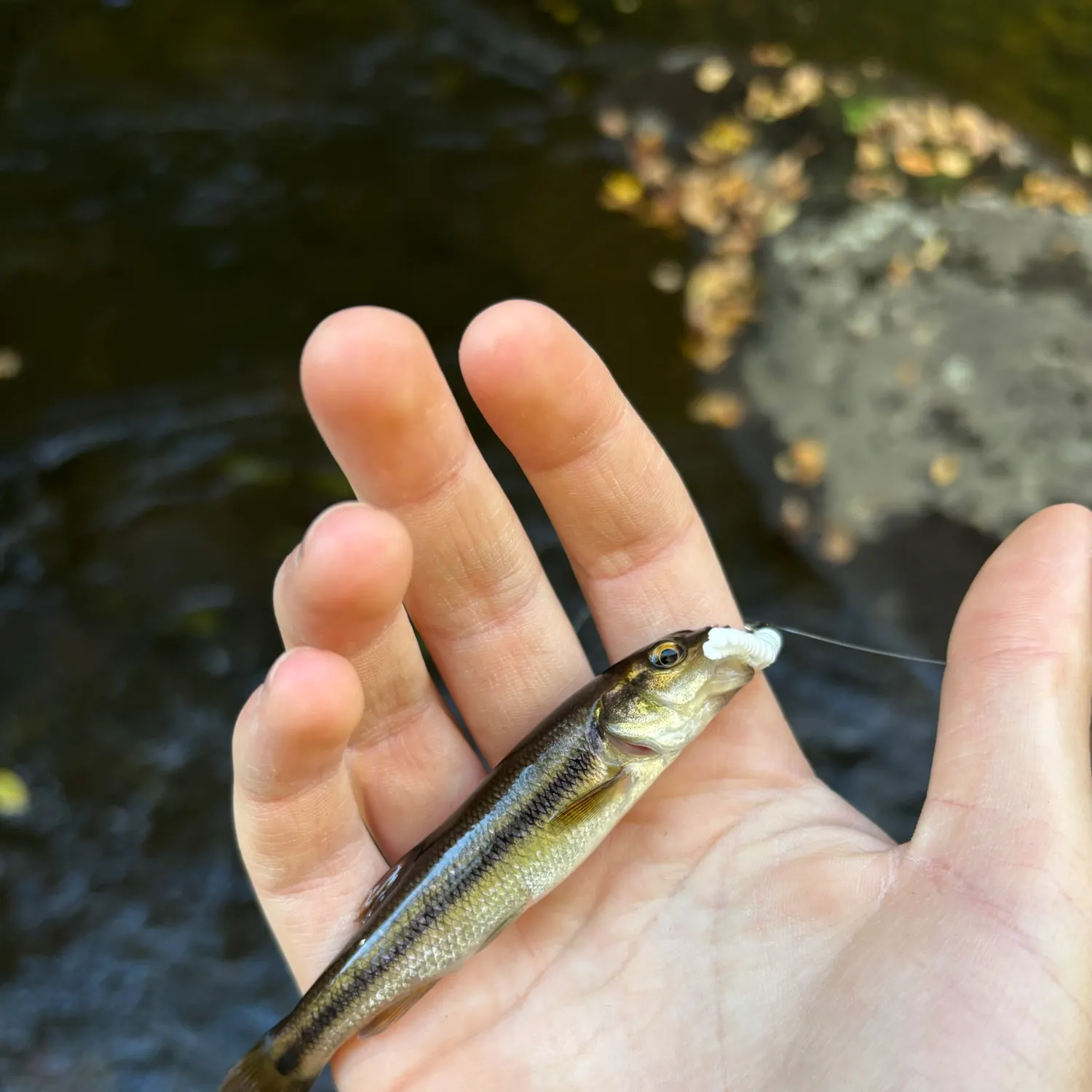 Creek chub caught on Fishbrain