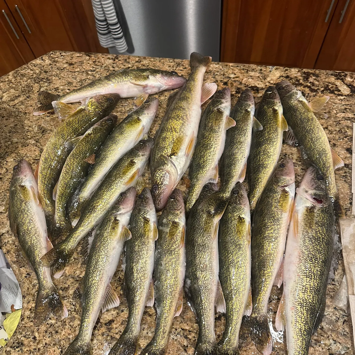 recently logged catches
