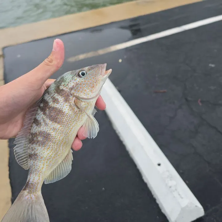 The most recent Pigfish catches on Fishbrain