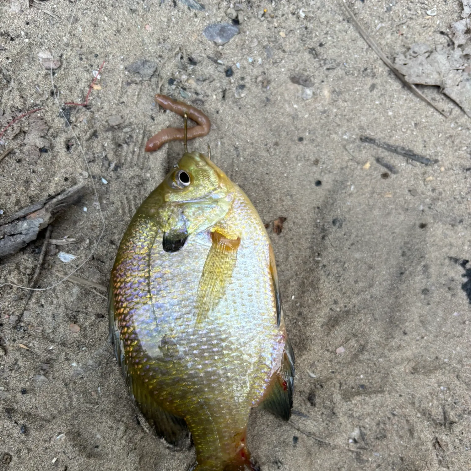 Bluegill caught on Fishbrain