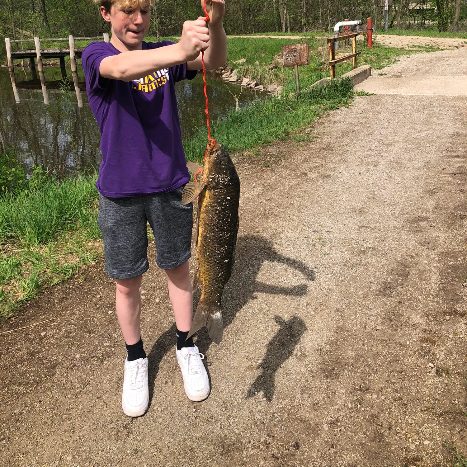 Common carp caught on Fishbrain