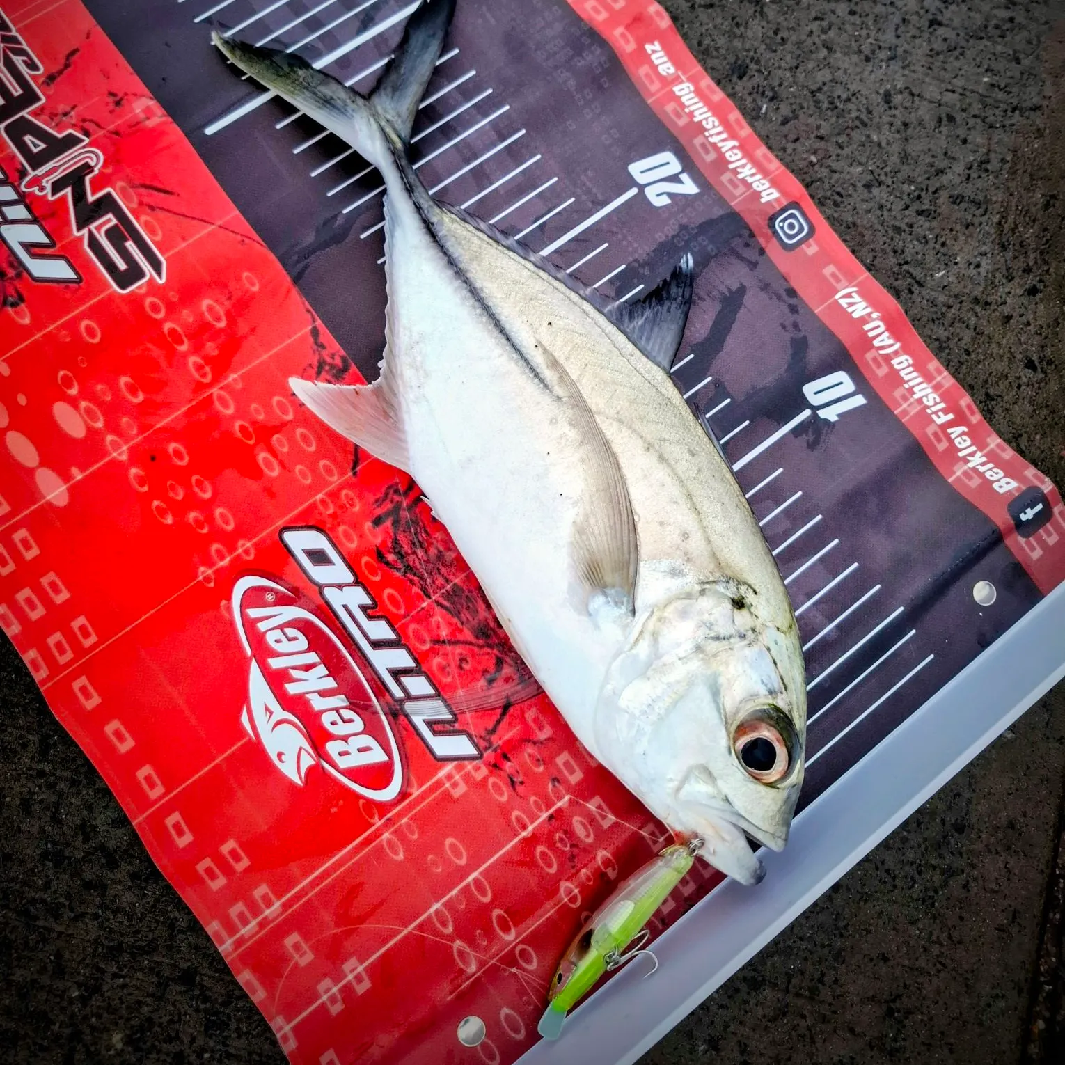 The most recent Bigeye trevally catches on Fishbrain